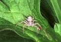 Xysticus_ZZXYX_F1521_Z_77_Les Gris_Frankrijk